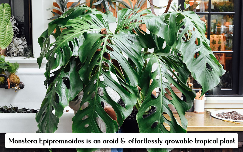 Monstera Epipremnoides