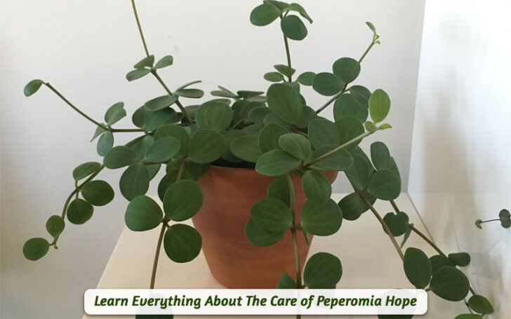 Peperomia Hope