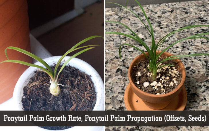 Ponytail Palm Care