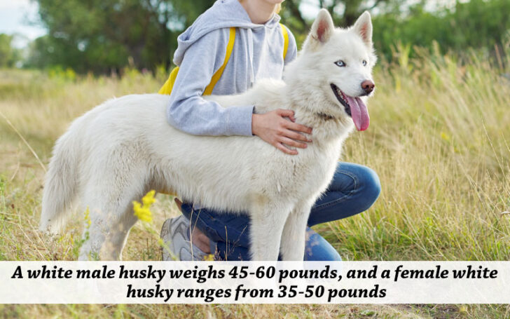 Azurian Husky