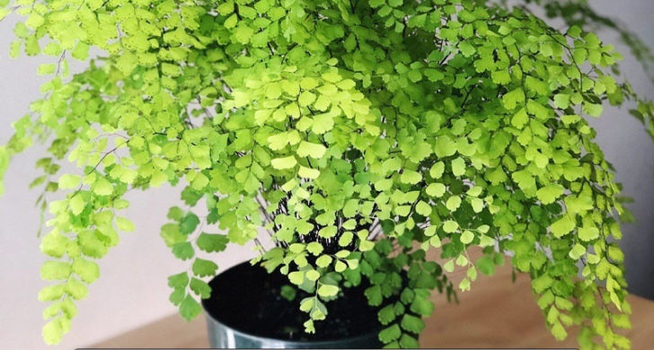 Maidenhair Fern