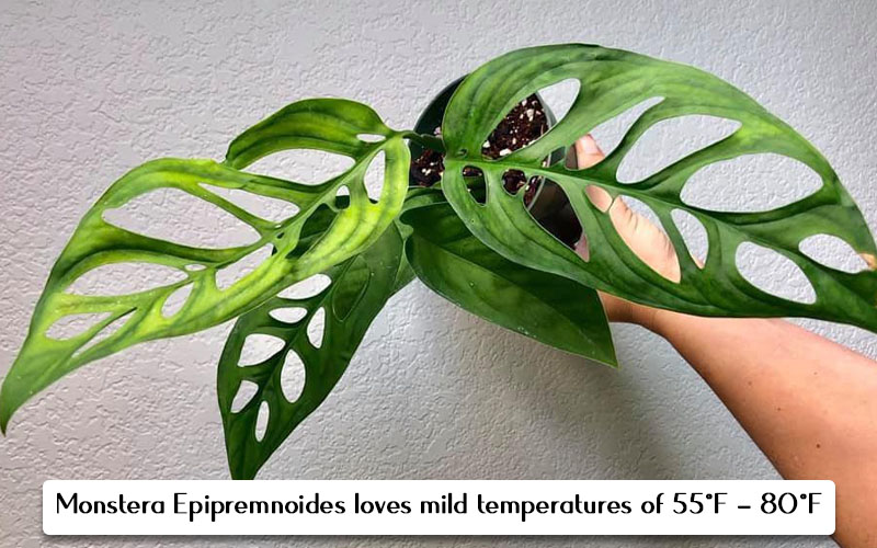 Monstera Epipremnoides