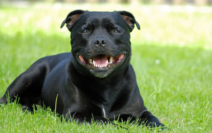 Black Pitbull