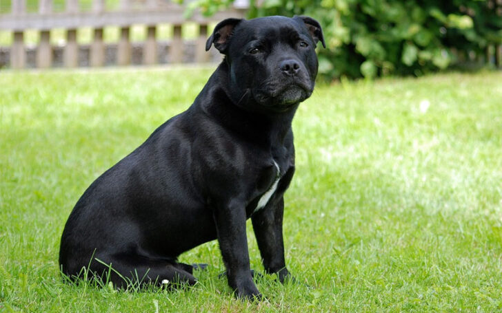 Black Pitbull