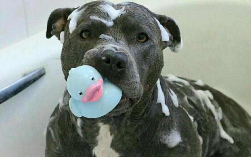 Pitbull Puppies