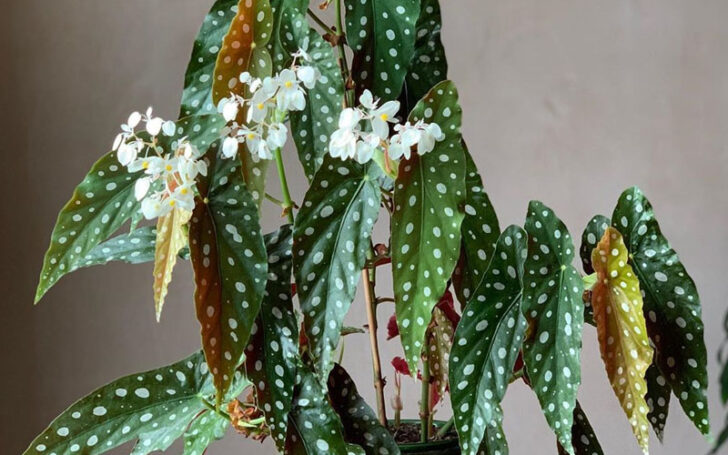 Begonia Maculata