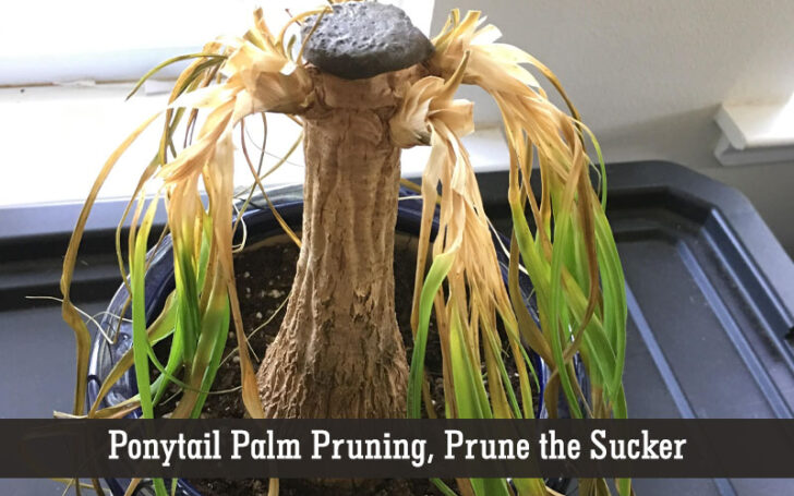 Ponytail Palm Care