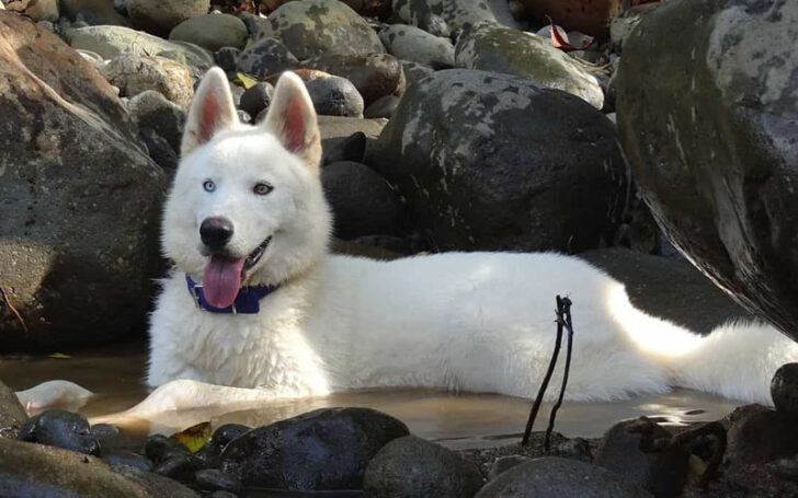 Azurian Husky