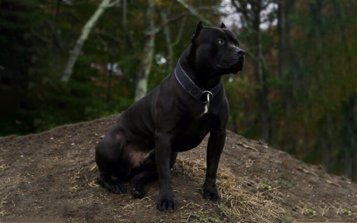 Black Pitbull