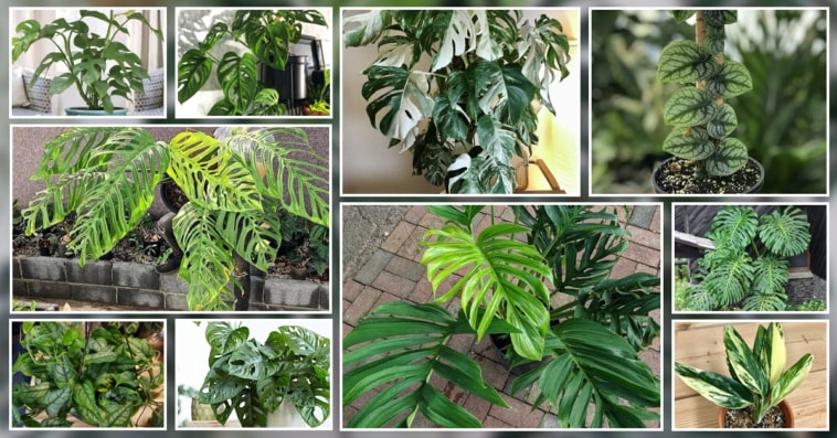 Types Of Monstera