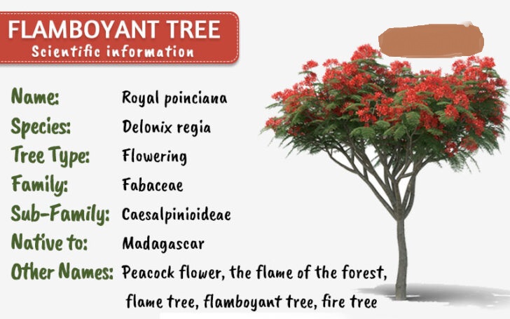 Flamboyant Tree