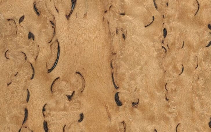 Burl Wood