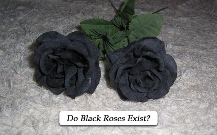 Black Roses