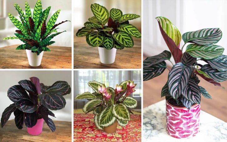 Calathea Roseopicta