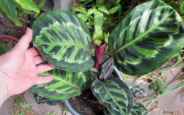 Calathea Roseopicta