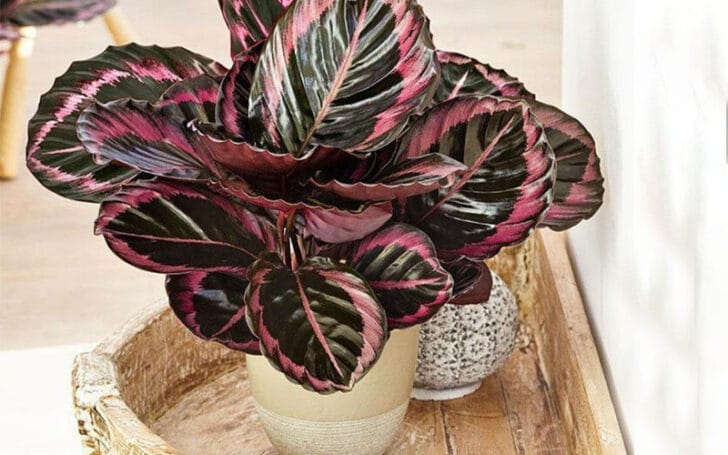 Calathea Roseopicta