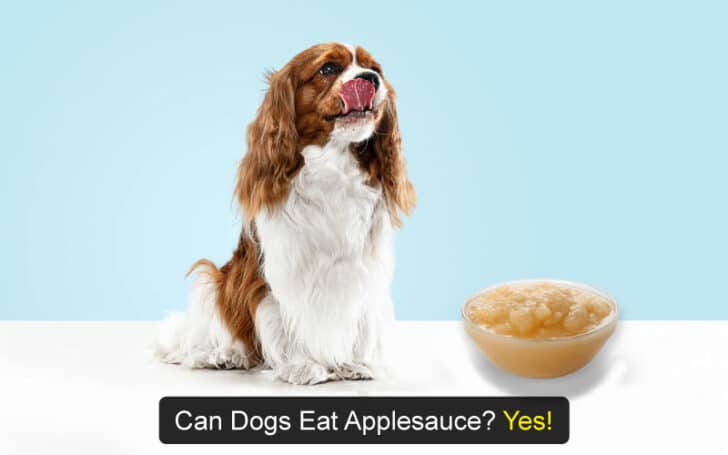 Can Dogs Eat Human Foods