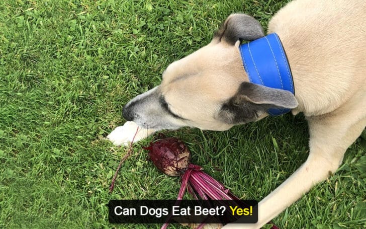 Can Dogs Eat Human Foods