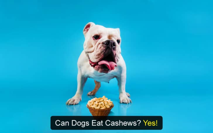 Can Dogs Eat Human Foods