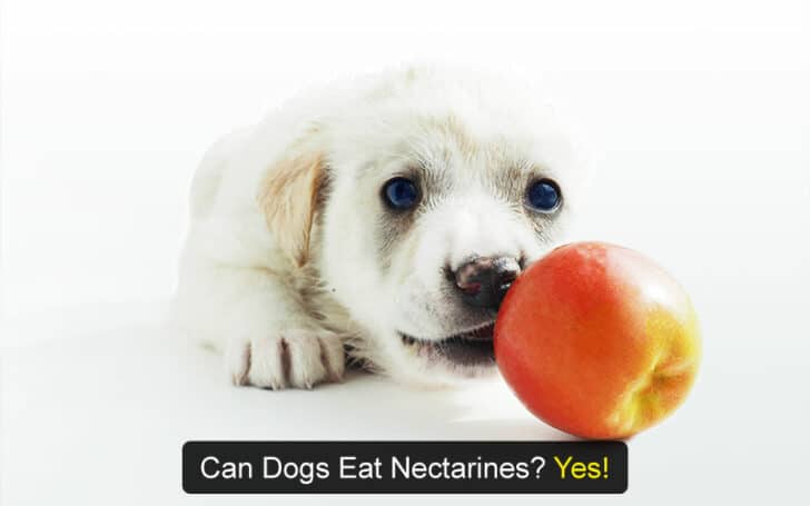 Can Dogs Eat Human Foods