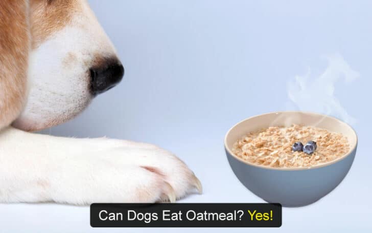 Can Dogs Eat Human Foods