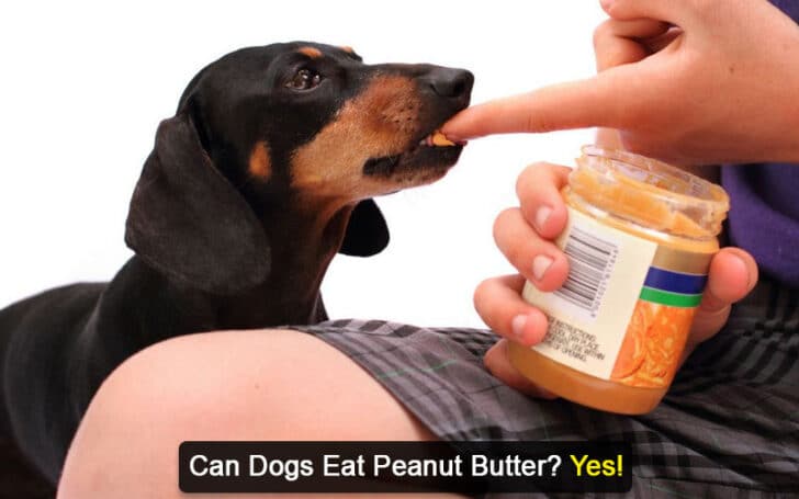 Can Dogs Eat Human Foods