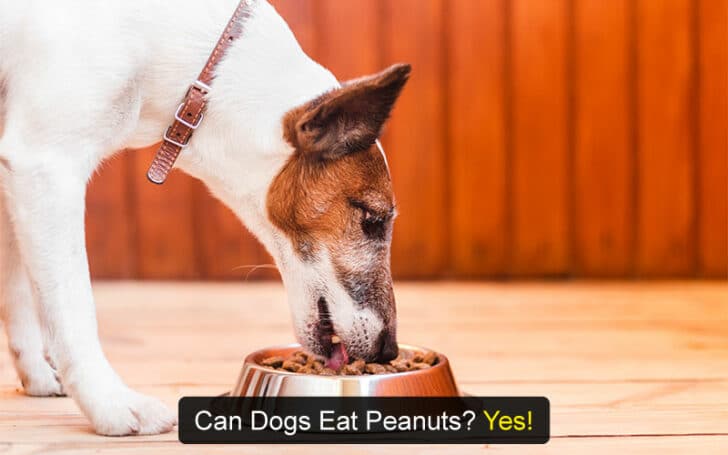 Can Dogs Eat Human Foods