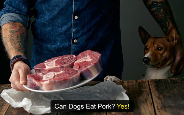 Can Dogs Eat Human Foods