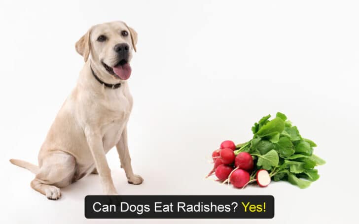 Can Dogs Eat Human Foods