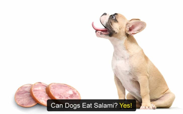 Can Dogs Eat Human Foods