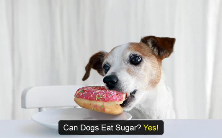 Can Dogs Eat Human Foods