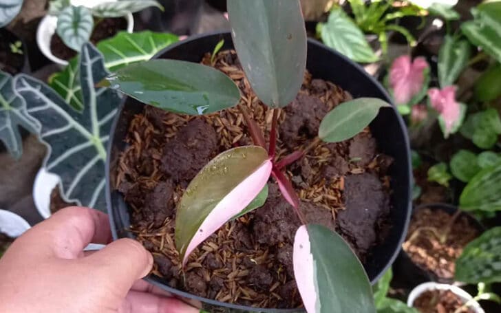 Pink Princess Philodendron