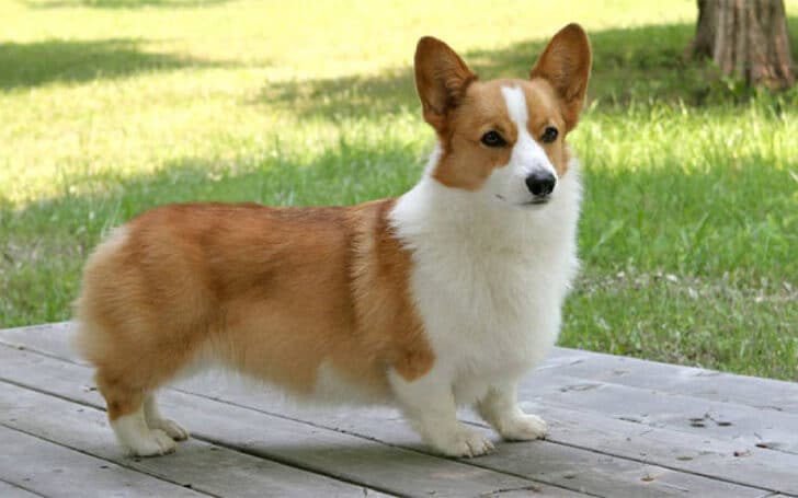 Fluffy Corgi