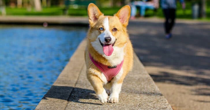 Fluffy Corgi