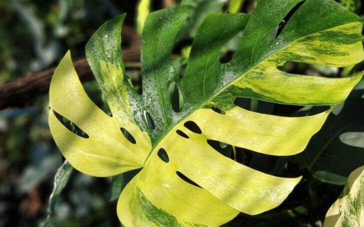 Variegated Monstera