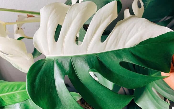 Variegated Monstera