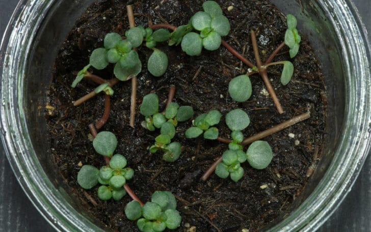 Pilea Glauca