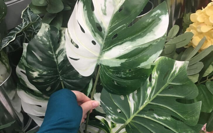 Variegated Monstera