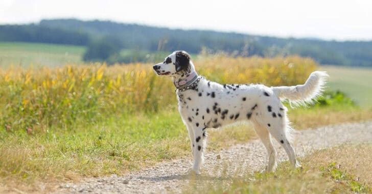 Long Haired Dalmatian