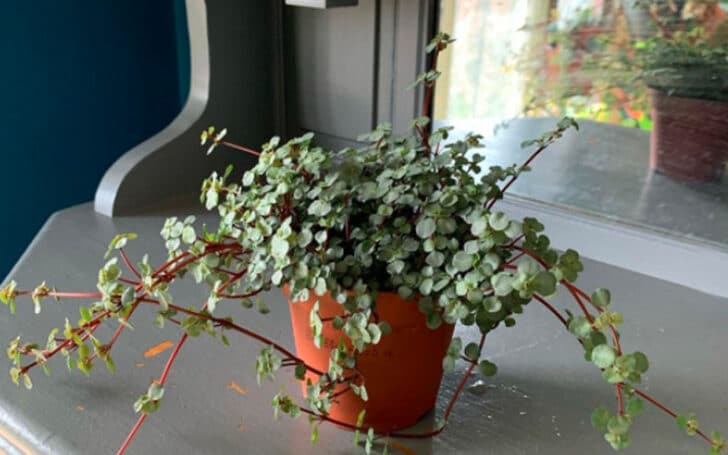 Pilea Glauca