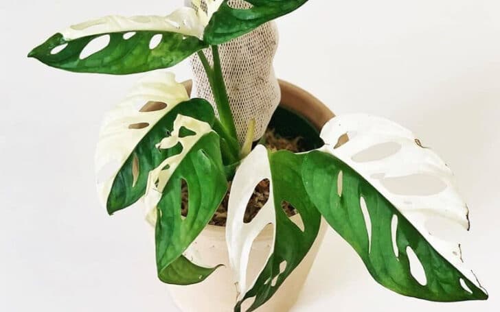 Variegated Monstera