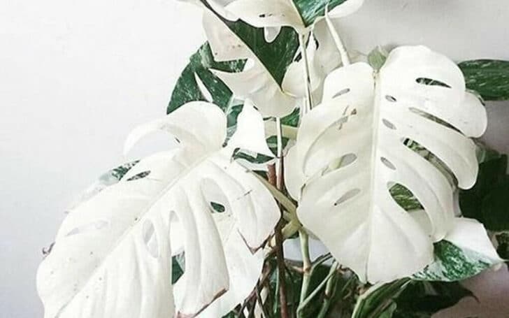 Variegated Monstera