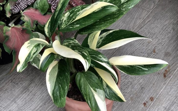 Variegated Monstera