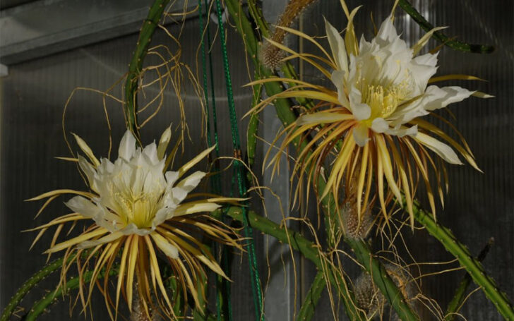 Selenicereus Grandiflorus