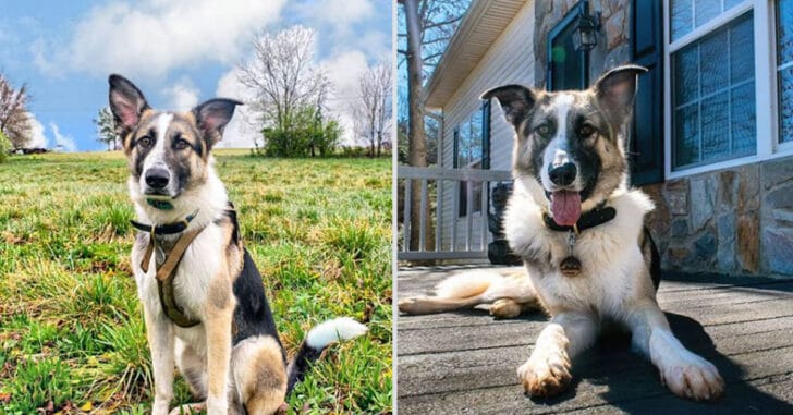 Panda German Shepherd