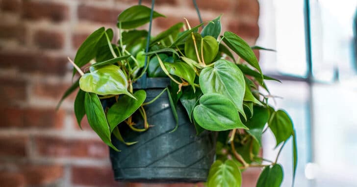 Philodendron Cordatum