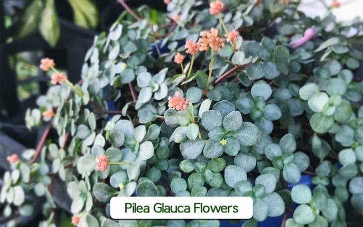 Pilea Glauca