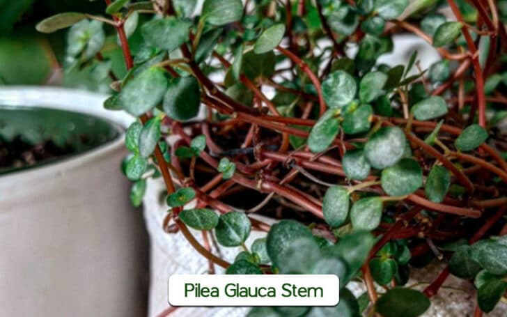 Pilea Glauca