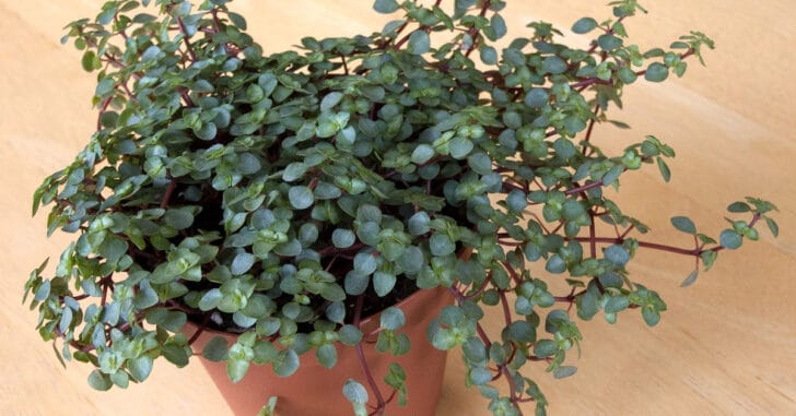 Pilea Glauca