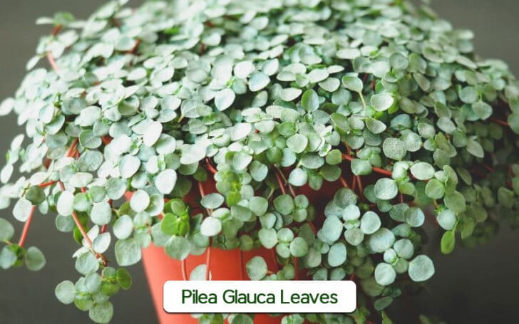 Pilea Glauca